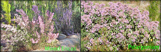 Ericas & Pelagoniu Ericas & Pelagoniu