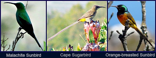 Fynbos Birds Fynbos Birds