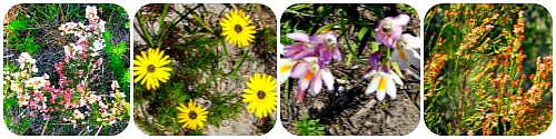 Fynbos flowers seen on walks Fynbos flowers seen on walks