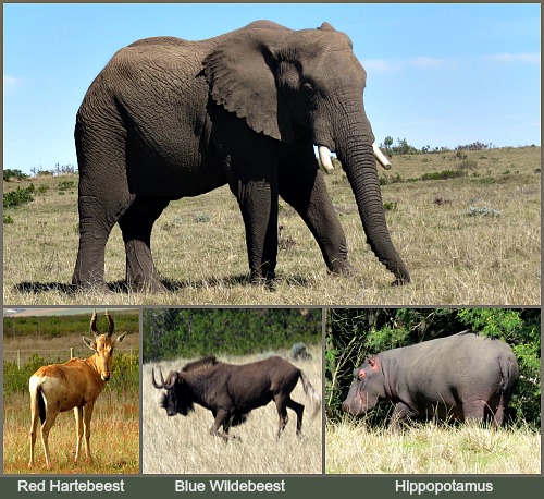 Elephant, Hartebeast, Wildebeest and Hippo Elephant, Hartebeast, Wildebeest and Hippo