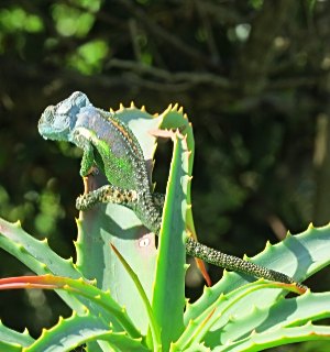Knysna Dwarf Chameleon