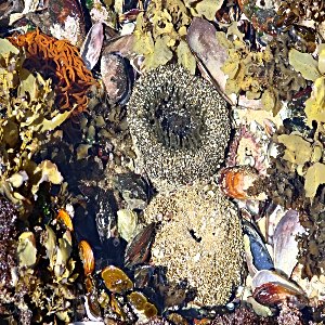 Gerickes treasure pools