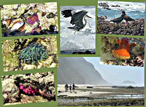 Gerickes magic revealed at low tide