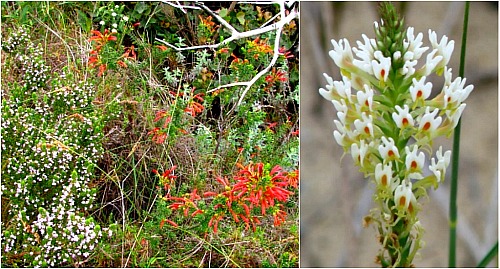 Goukamma fynbos flowers