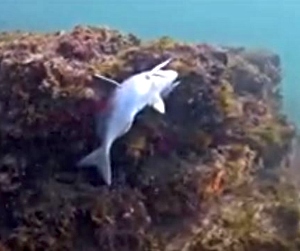 Fish caught on an abandoned hook at Gerickes Point