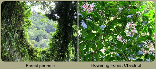 Forest scenes along the walk Forest scenes along the walk