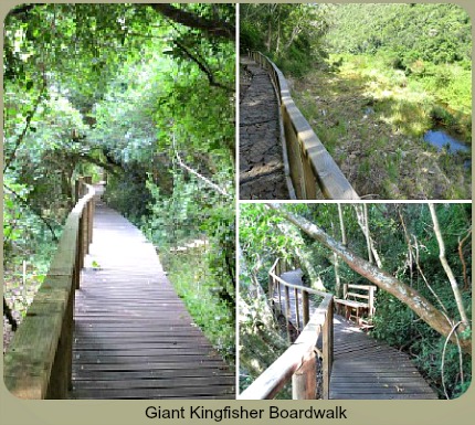Giant Kingfisher Boardwalk