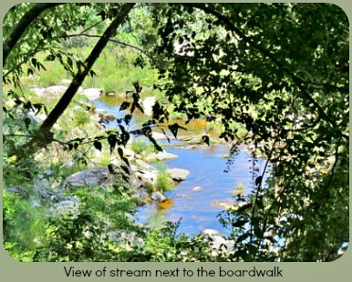 The stream next to the boardwalk