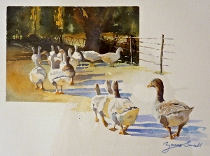 Geese walking home after a day in the field