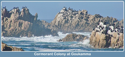 Cormorant Colony Buffalo Bay Cormorant Colony Buffalo Bay