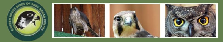 Garden Route Birds of Prey Garden Route Birds of Prey