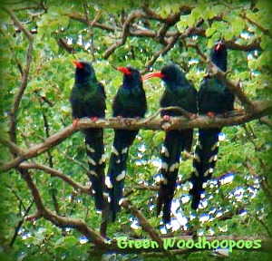 Green Woodhoopoes