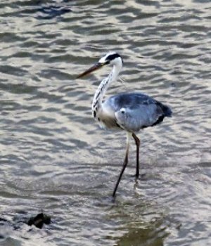 Grey Heron fishing