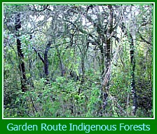 Garden Route Indigenous Forests