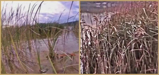 Examples of Groenvlei of  Reed Collar