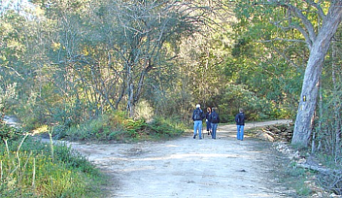 Karatara Forest Walk Karatara Forest Walk