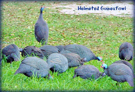 Helmeted Guineafowl
