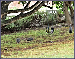 Guineafowl in a quiet garden