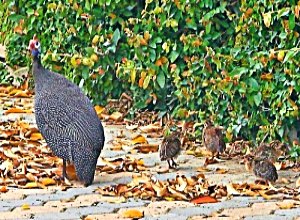 Guineafowl with chicks