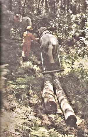 Percheron horses pulling felled logs along slip-paths guided by their handlers.