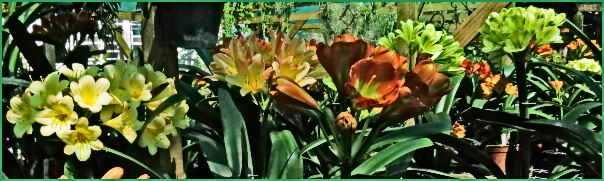 More Beautiful Clivias More Beautiful Clivias