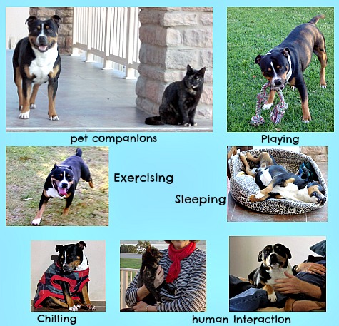 a healthy dog full of fun a healthy dog full of fun