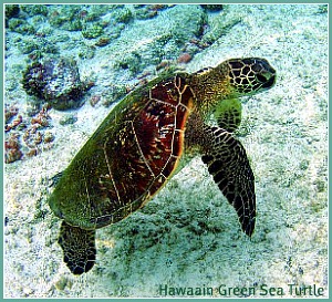 Green Turtle Green Turtle