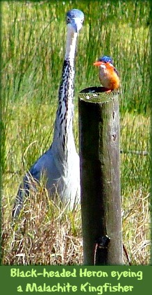 Black-headed Heron & Malachite Kingfisher
