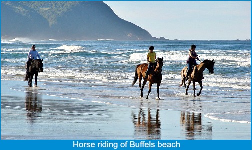 Horse Riding on Buffalo Bay beach at low tide Horse Riding on Buffalo Bay beach at low tide