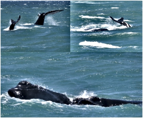Southern Right Whales - Mother and Calf in Victoria Bay Southern Right Whales - Mother and Calf in Victoria Bay
