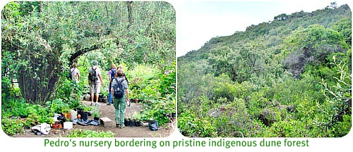 Nursery Bordering on pristine Dune Forest Nursery Bordering on pristine Dune Forest