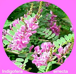 Indigofera erecta Indigofera erecta