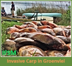 Invasive Carp in Groenvlei