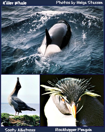 Killer Whale, Sooty Albatross and Rockhopper Penguin