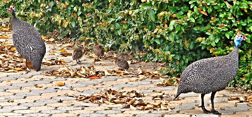 Island Guinea-fowl Family Island Guinea-fowl Family