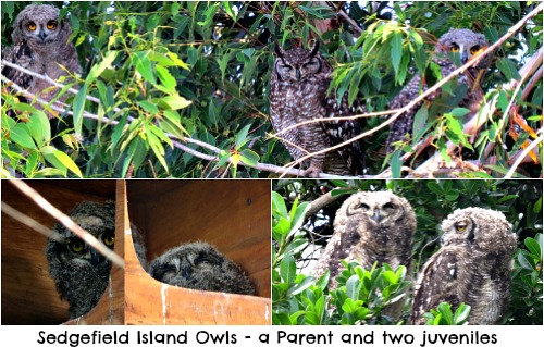 Cape Eagle Owls with their juvenile chicks Cape Eagle Owls with their juvenile chicks