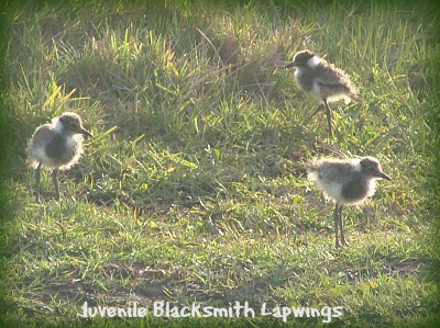 Blacksmith Lapwing chicks sporting their ballet-dancing tutus