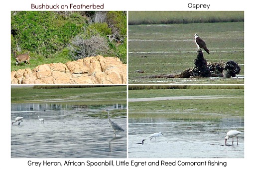 Wildlife around Knysna lagoon Wildlife around Knysna lagoon