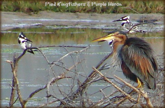 Pied Kingfishers & Purple Heron