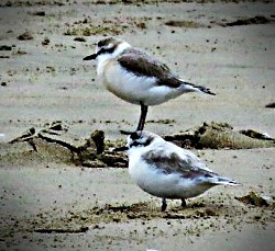 Kitzlitz Plovers
