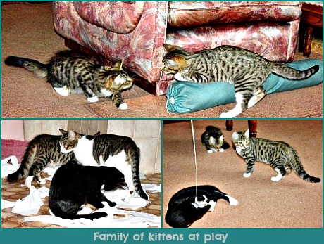 A family of kittens a family of kittens