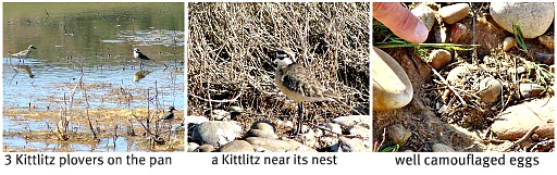 Kittlitz Plovers breeding at Voëlvlei