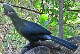 Knysna Turaco Knysna Turaco