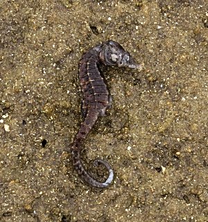 Knysna Seahorse rescue