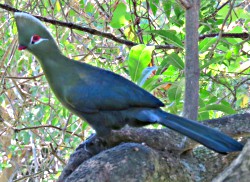 Knysna Turaco