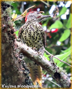 Knysna Woodpecker