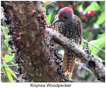 Knysna Woodpecker