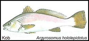 Kobeljou also known as Kob Kobeljou also known as Kob