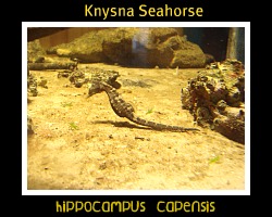 Hippocampus capensi