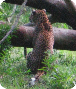 Leopard Leopard